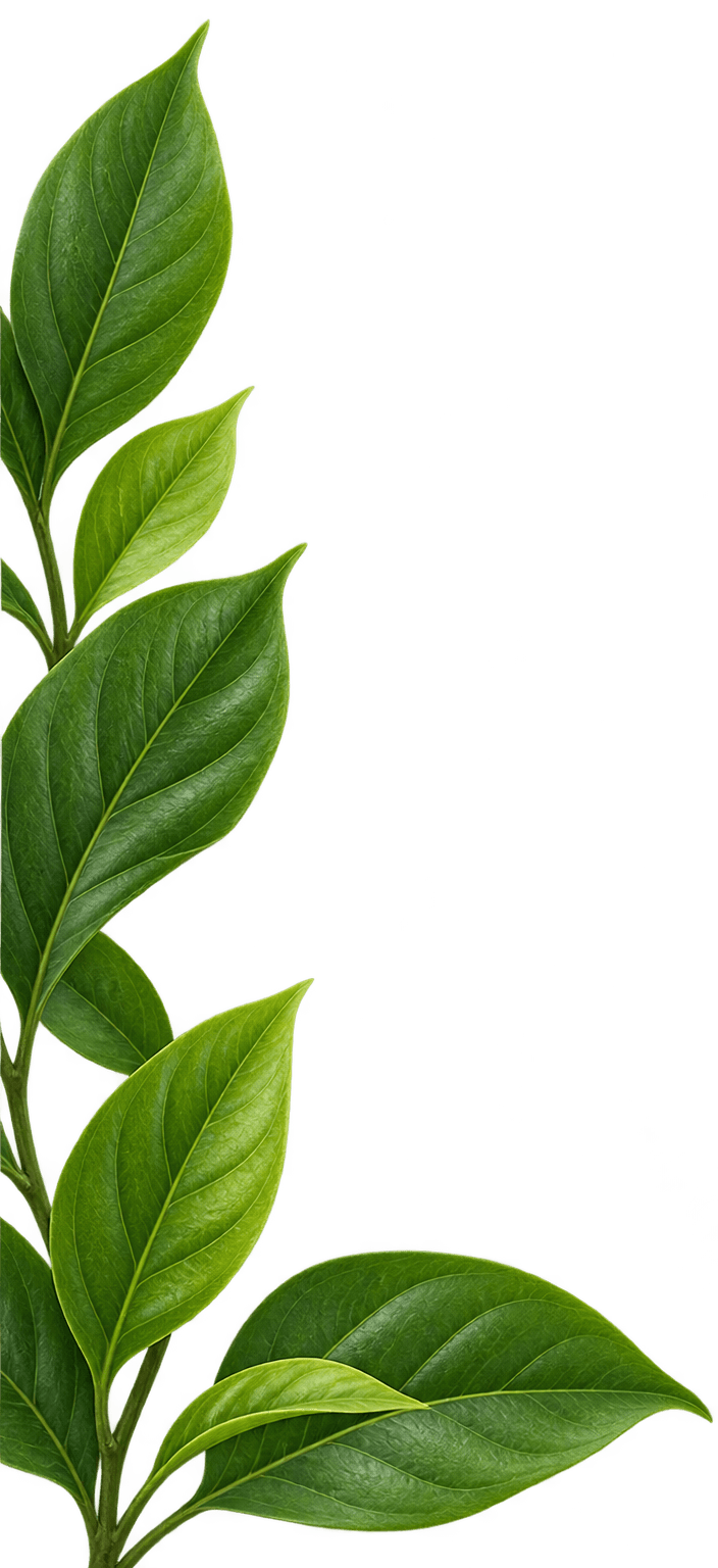 Organic Leaf Decoration Left