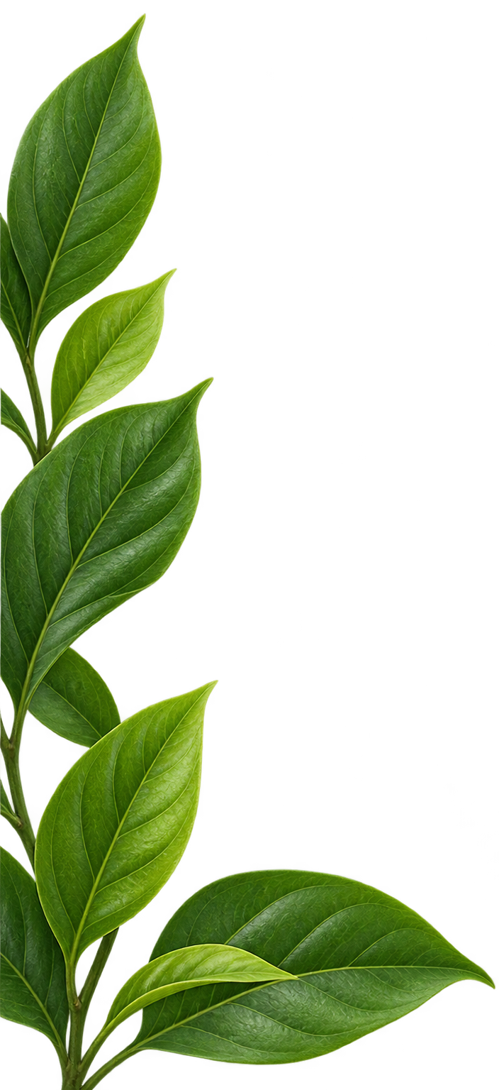 Decorative Leaf